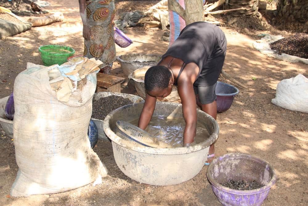 OFFRE AGROTOURISME - VIP : LES SECRETS DE FABRICATION DE L’HUILE PALMISTE (Tcôtchô) — photo 2
