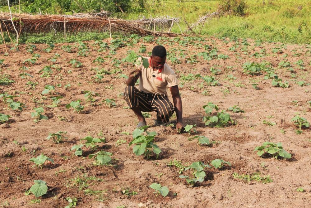 Offre VIP (L’Expérience Agricole Africaine Ultime) — photo 3
