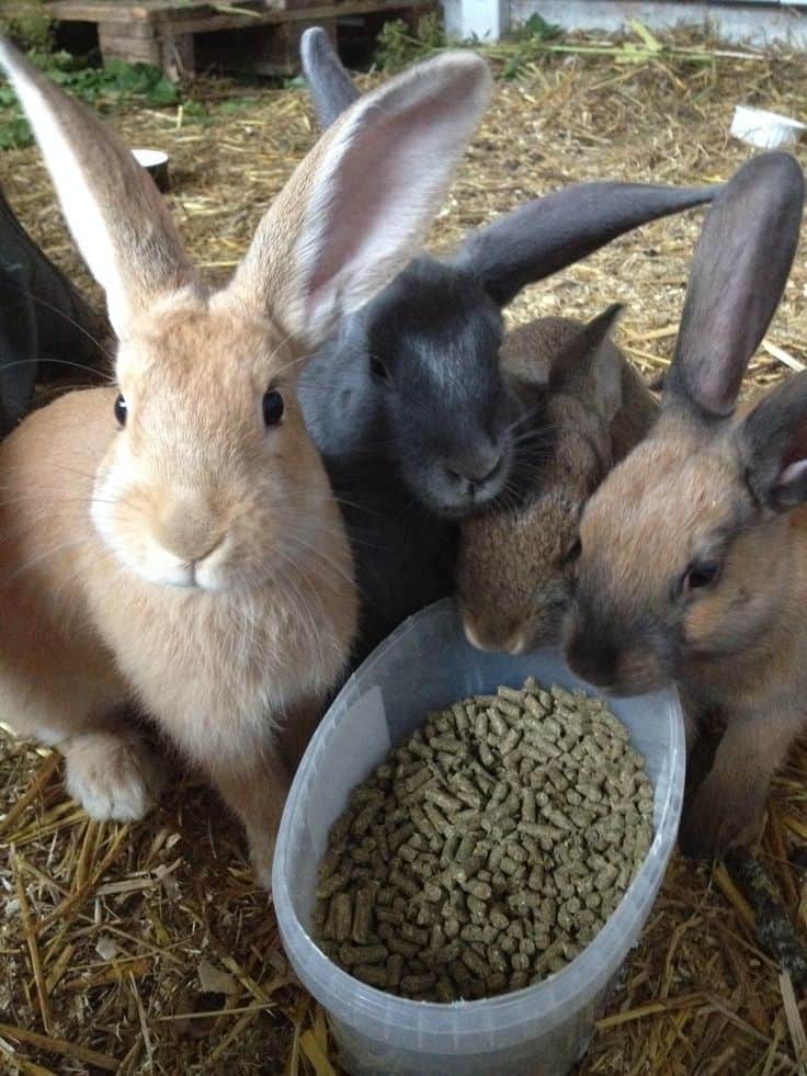 IMMERSION IN THE MANUFACTURE AND USE OF PELLETED FEED FOR RABBIT FARMING IN BENIN (VIP) — photo 1