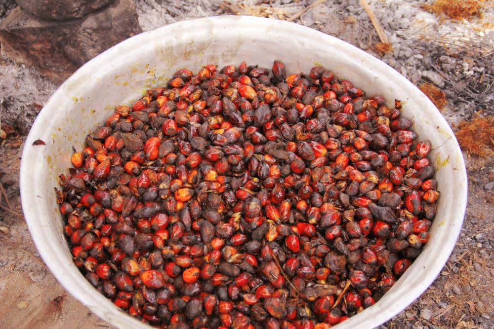 AGROTOURISM OFFERS (Standard)– PALM OIL PRODUCTION — photo 3