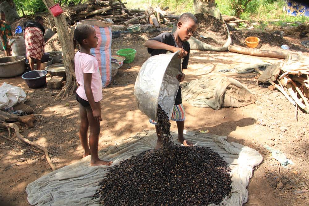OFFRE AGROTOURISME - PREMIUM : LES SECRETS DE FABRICATION DE L’HUILE PALMISTE (Tchôtchô) — photo 3