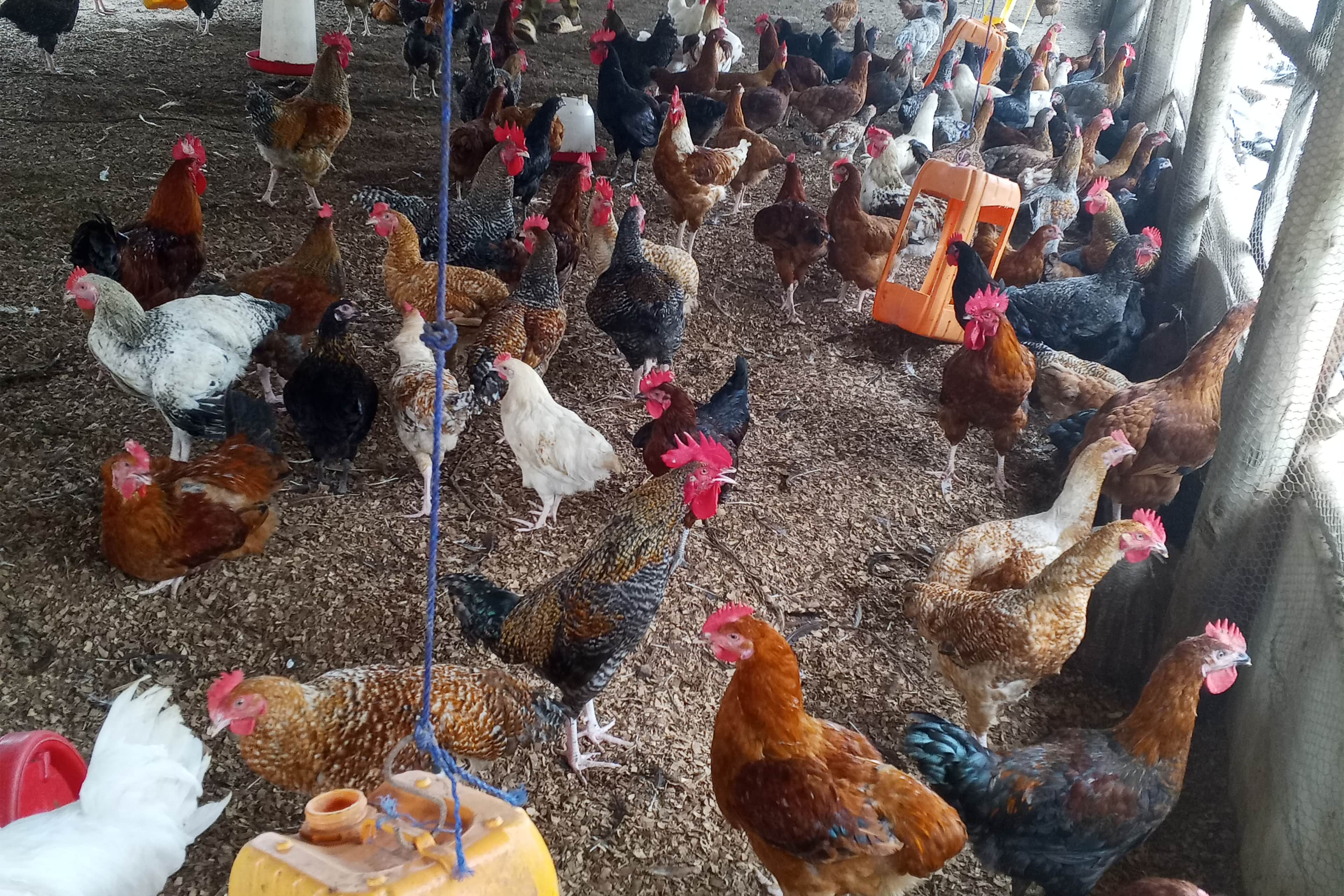 OFFRE AGROTOURISME (STANDARD) - IMMERSION DANS L'ÉLEVAGE DE VOLAILLE — photo 3