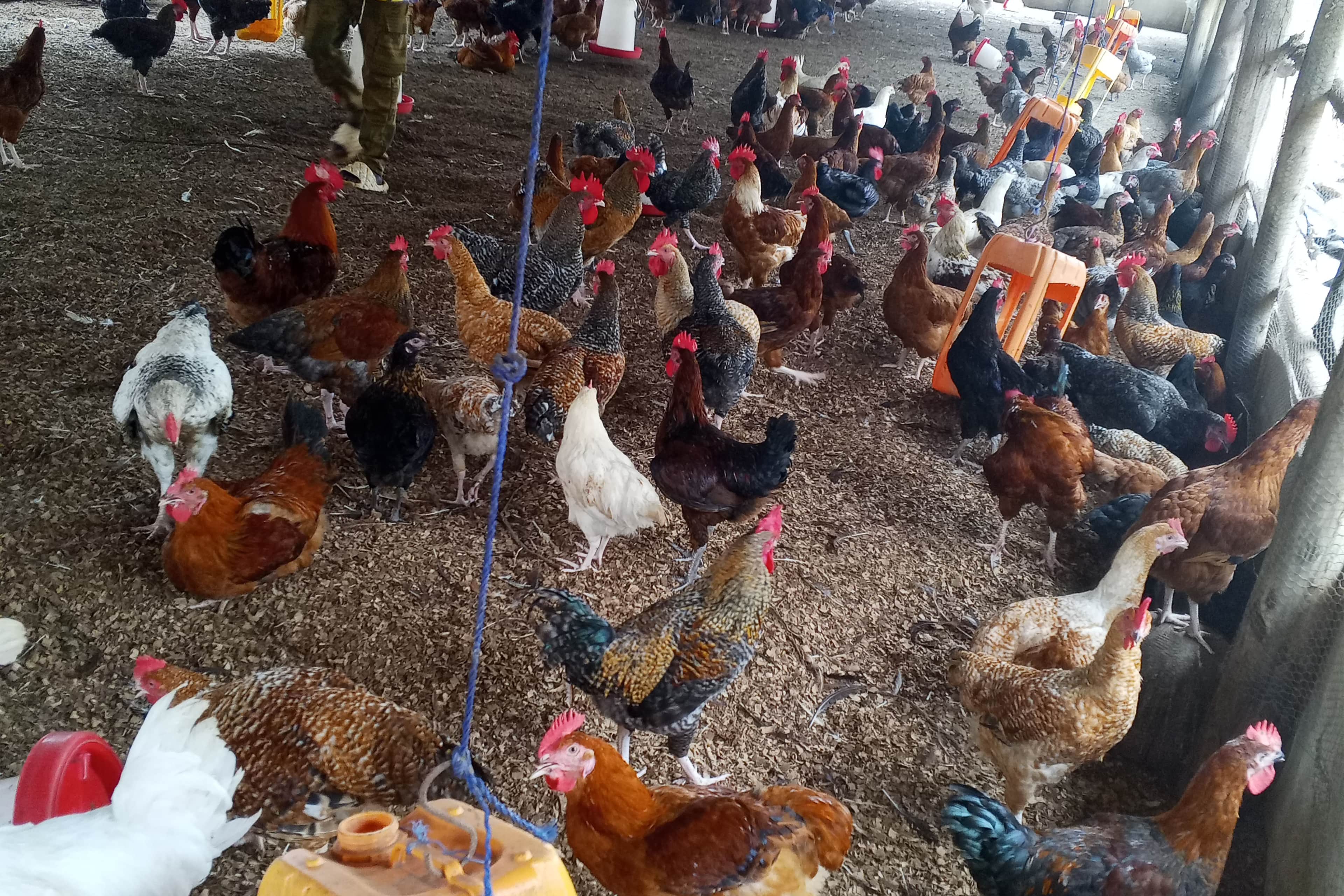 OFFRE AGROTOURISME (STANDARD) - IMMERSION DANS L'ÉLEVAGE DE VOLAILLE — photo 2