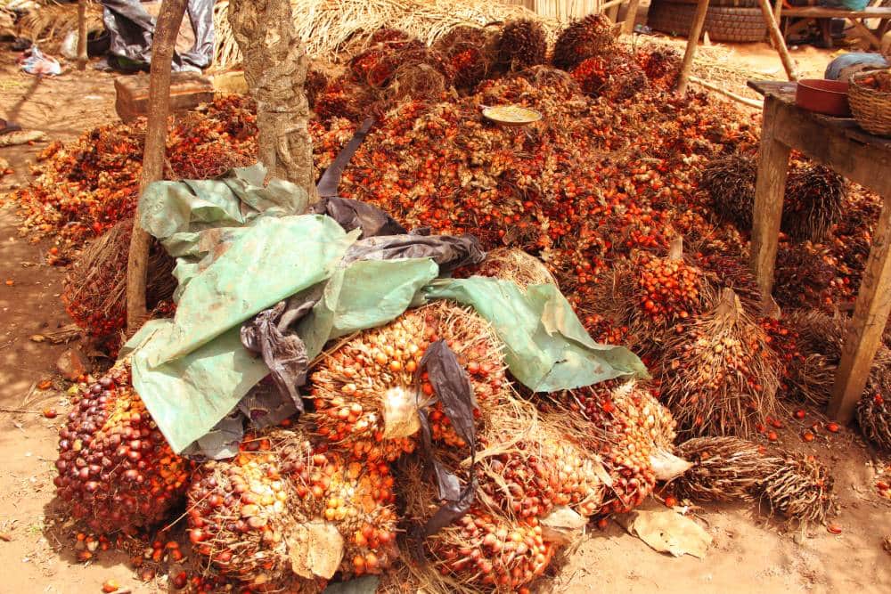 AGROTOURISM OFFERS(VIP)-PALM OIL PRODUCTION — photo 2