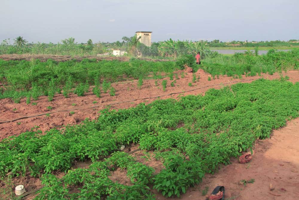 Offre VIP (L’Expérience Agricole Africaine Ultime) — photo 2
