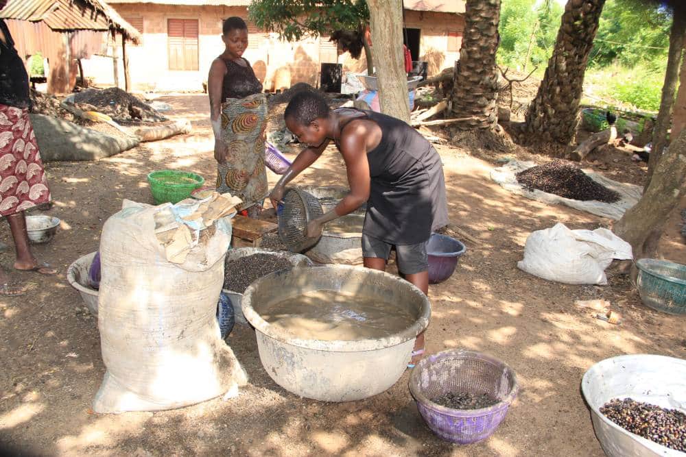 OFFRE AGROTOURISME - PREMIUM : LES SECRETS DE FABRICATION DE L’HUILE PALMISTE (Tchôtchô) — photo 2