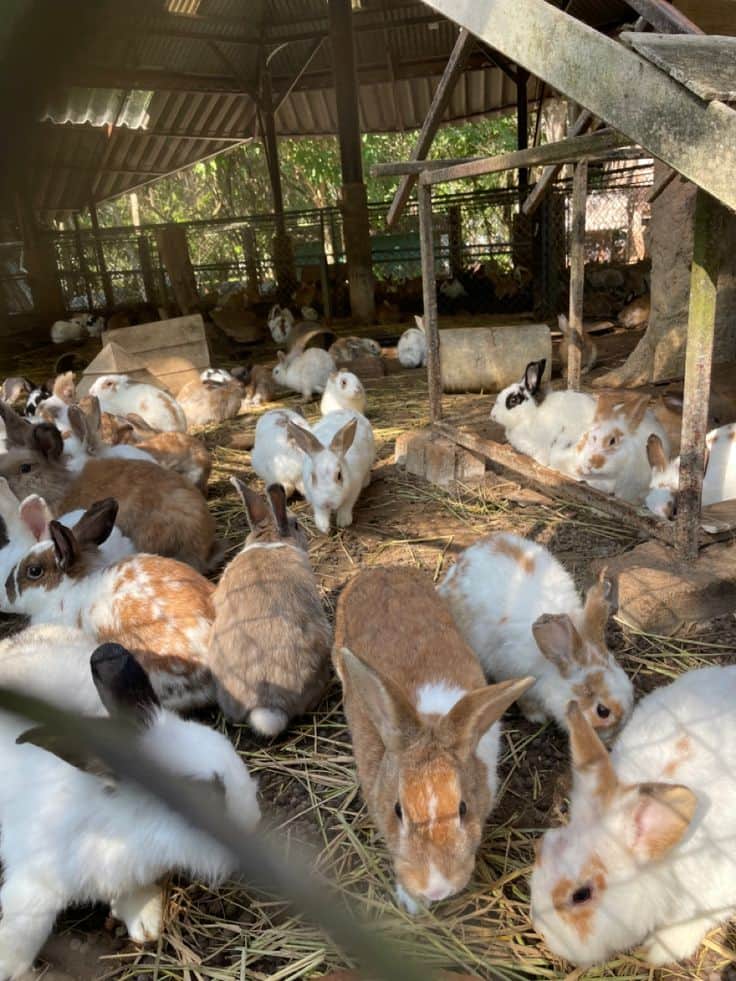 IMMERSION IN THE MANUFACTURE AND USE OF PELLETED FEED FOR RABBIT FARMING IN BENIN (VIP) — photo 2