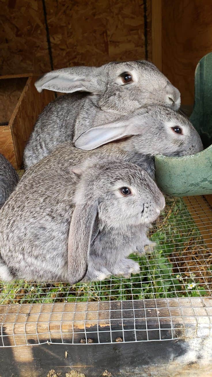 IMMERSION IN THE MANUFACTURE AND USE OF PELLETED FEED FOR RABBIT FARMING IN BENIN (VIP) — photo 3