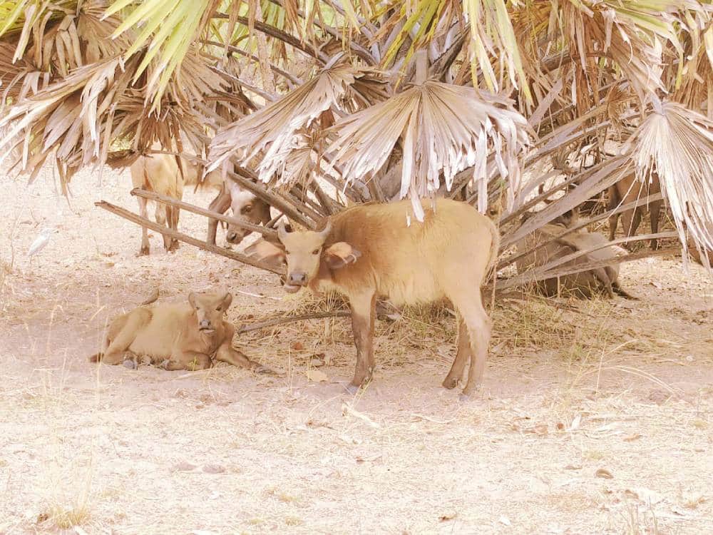 Cotonou-Lomé-Sarakawa-Cotonou — photo 3