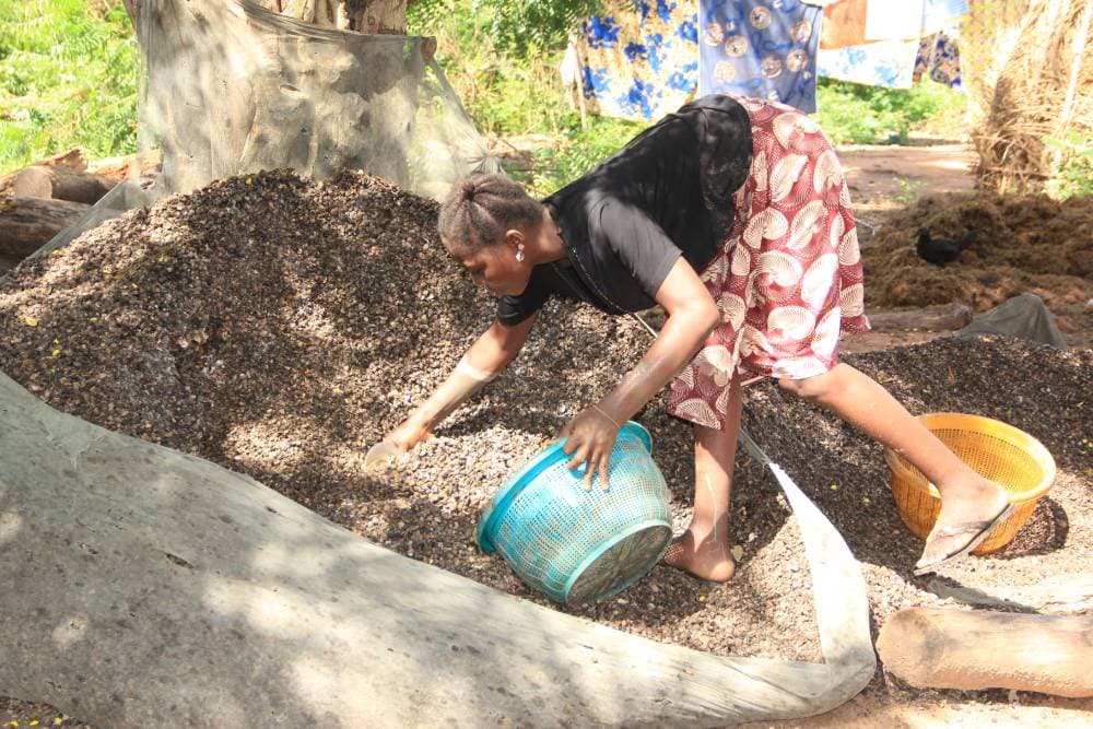 OFFRE AGROTOURISME - PREMIUM : LES SECRETS DE FABRICATION DE L’HUILE PALMISTE (Tchôtchô)