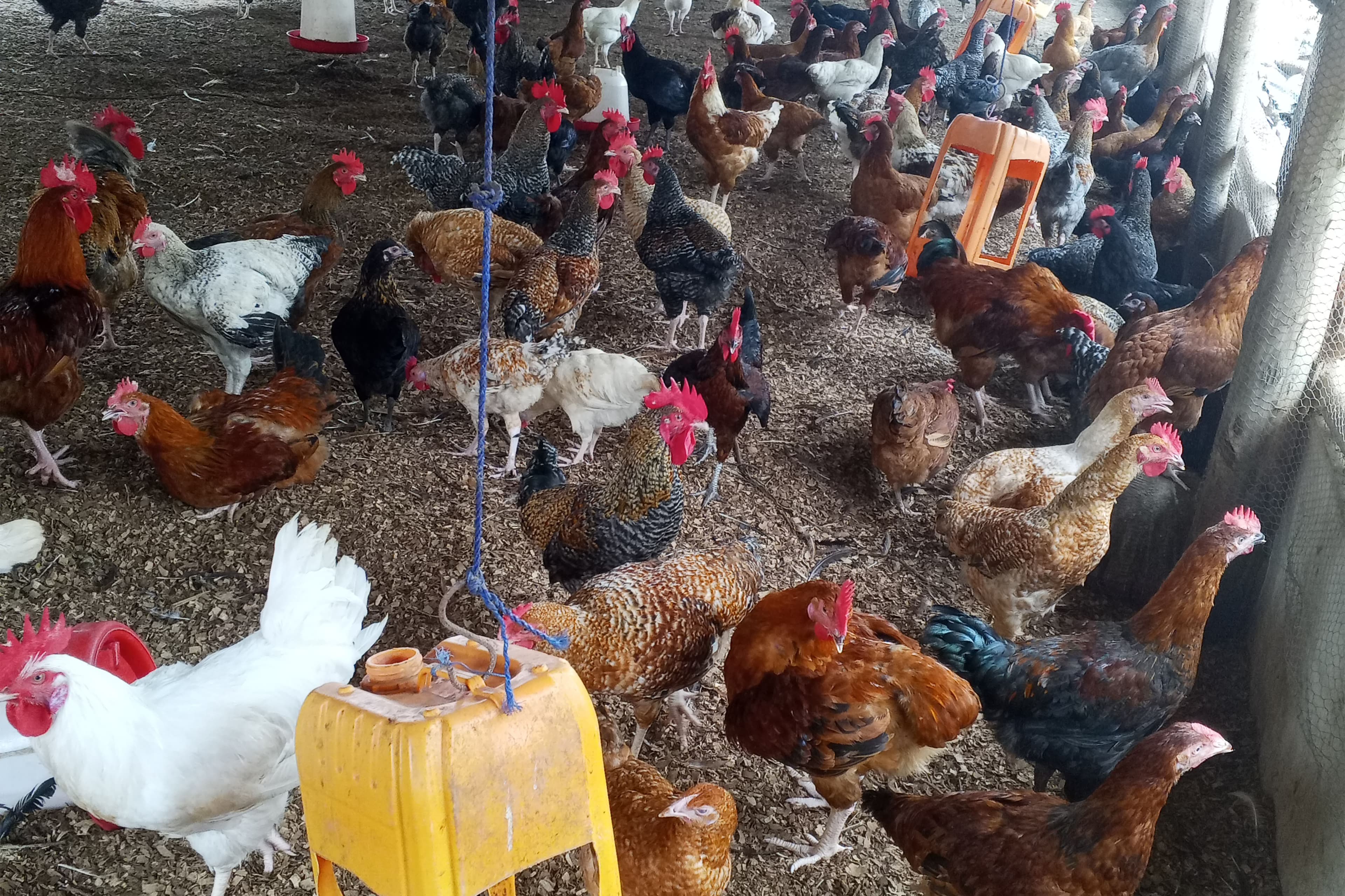 OFFRE AGROTOURISME (PREMIUM) - IMMERSION DANS L’ELEVAGE DE VOLAILLE