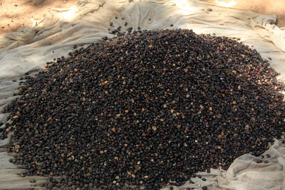 OFFRE AGROTOURISME - STANDARD : LES SECRETS DE FABRICATION DE L’HUILE PALMISTE (Tchôtchô)
