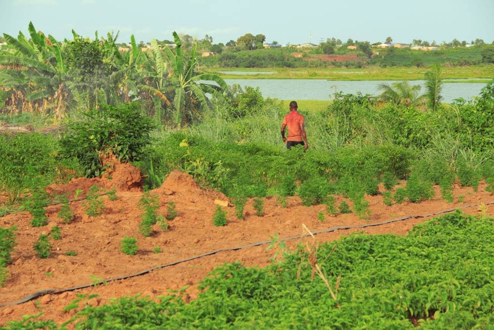 Expérience authentique de l’Afrique : l’agrotourisme au Bénin (Guide complet pour une immersion inoubliable) — photo 1