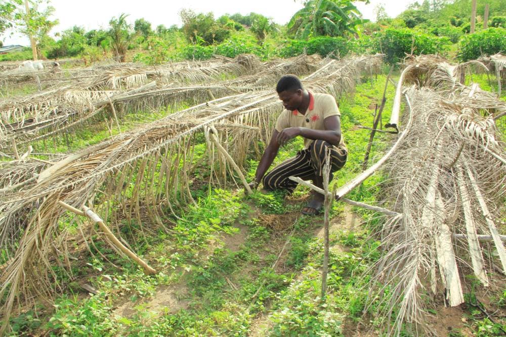 Et si vous découvriez le Bénin autrement… à travers ses fermes ? — photo 1