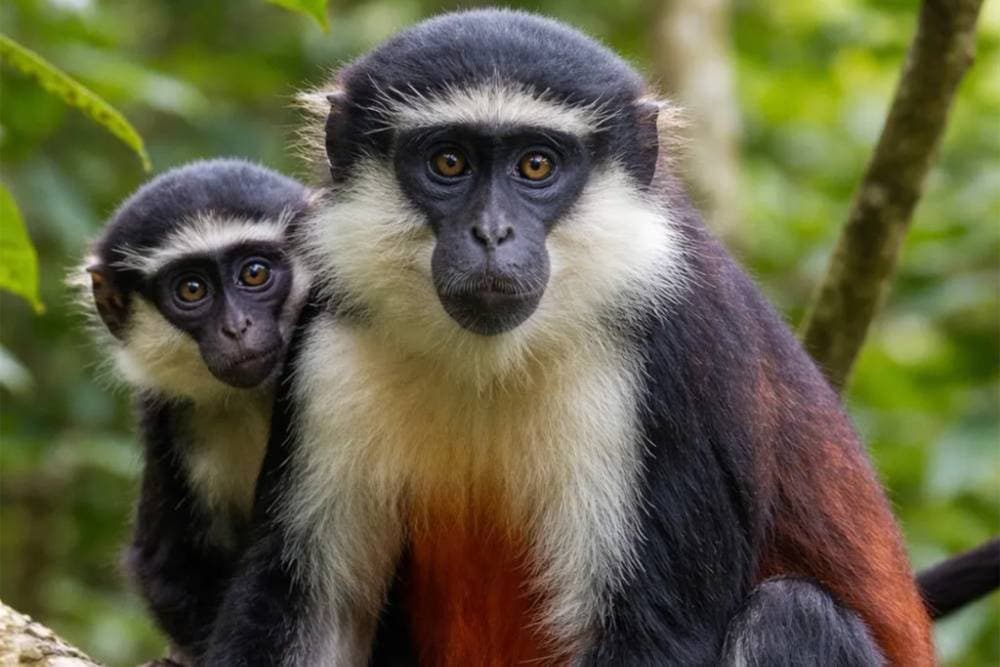FORÊT DE LA LAMA AU BÉNIN : LE DERNIER SANCTUAIRE SAUVAGE D’AFRIQUE DE L’OUEST À DÉCOUVRIR AVANT LE RESTE DU MONDE — photo 1