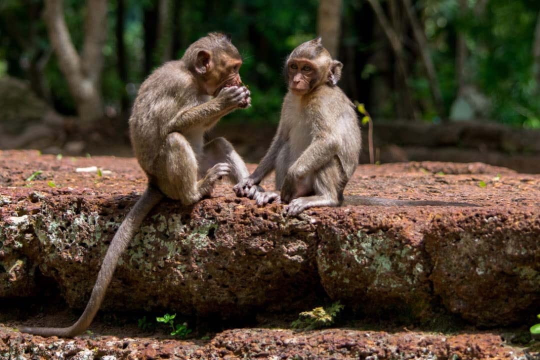 Activities in Benin : The Ultimate Guide to the Best Experiences to Enjoy in 2026 — photo 1