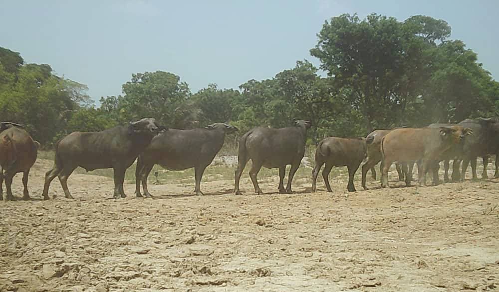THE ANIMALS OF BENIN’S FORESTS: AFRICA’S WILD SECRET THE WORLD WILL BE FIGHTING OVER IN THE COMING YEARS — photo 1