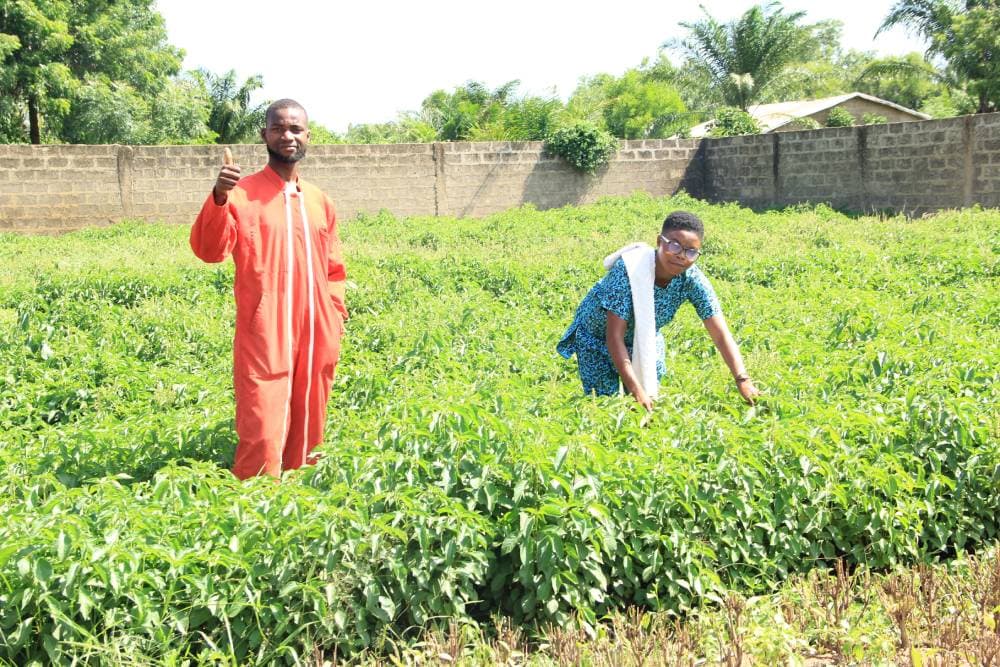 🌍 Why Agrotourism Is Attracting Travelers Worldwide (And Why You Must Experience It in Benin with Kiblistours) — photo 1